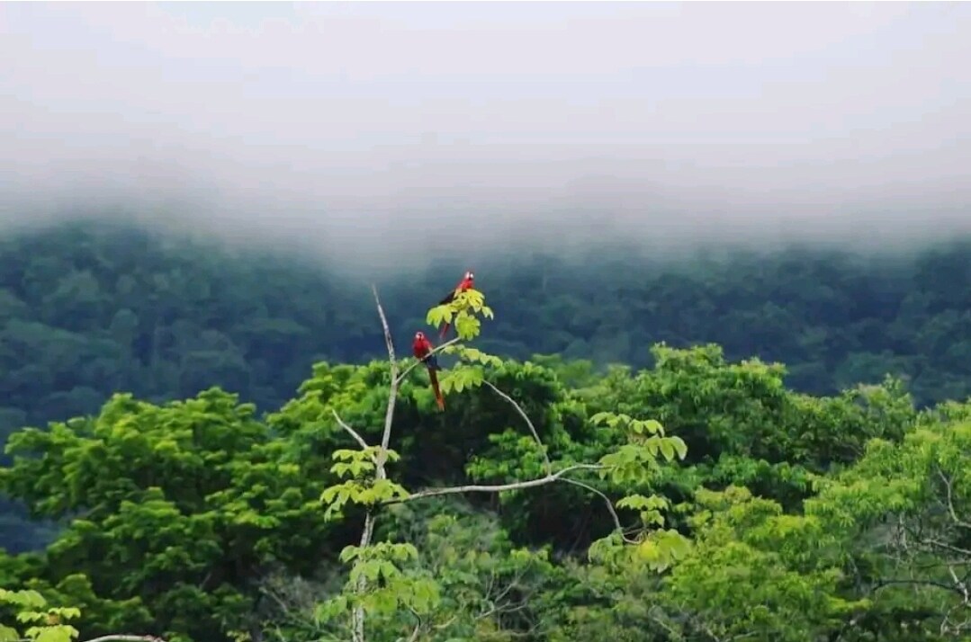 lovely Jungle Stay with Ocean View