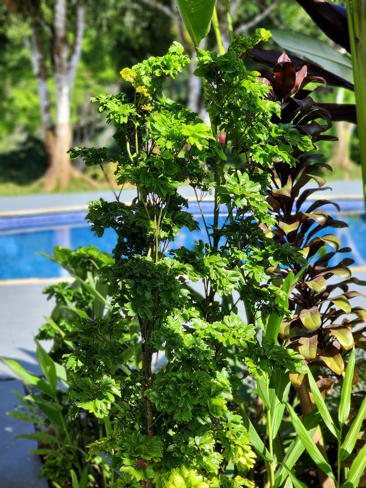 Lovely Ocean view in the Cloud forest jungle