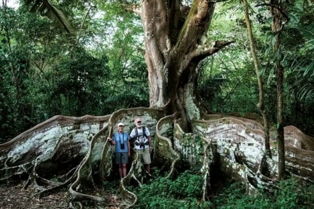 Lovely Rain forest/ocean view in the cloud forest